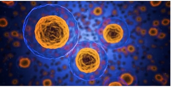 Application of Microscope Fluorescence Adapter in Fluorescence Microscopy