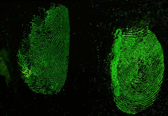 The primary application of forensic light source